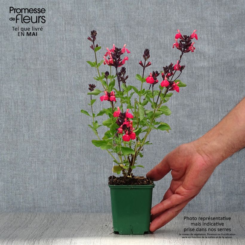 Salvia greggii Mirage Salmon - Salvia de otoño Maceta de 8/9 cm Ejemplar entregado en la primavera