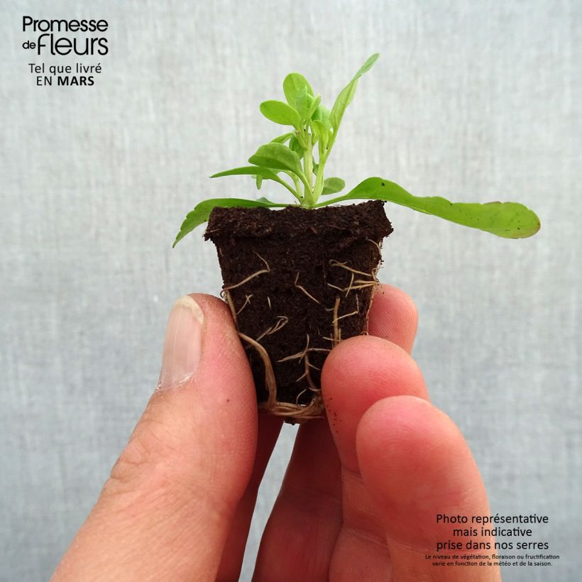 Salvia greggii Mirage Salmon - Salvia de otoño minicepellón: Ø 3/4 cm Ejemplar entregado en la primavera