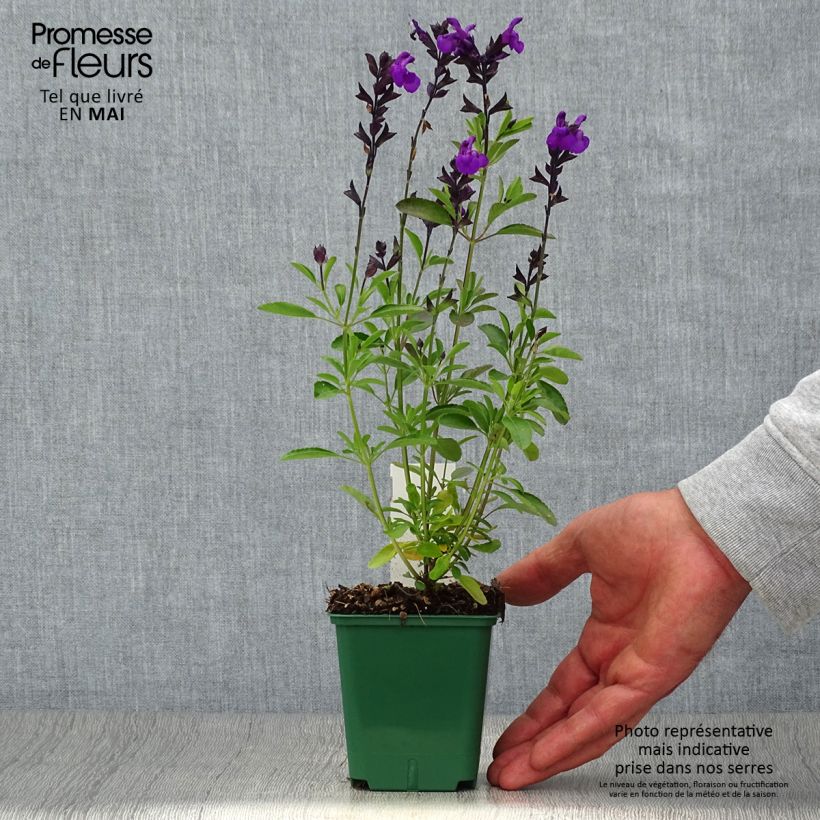 Salvia greggii Mirage Violet - Salvia de otoño Maceta de 8/9 cm Ejemplar entregado en la primavera