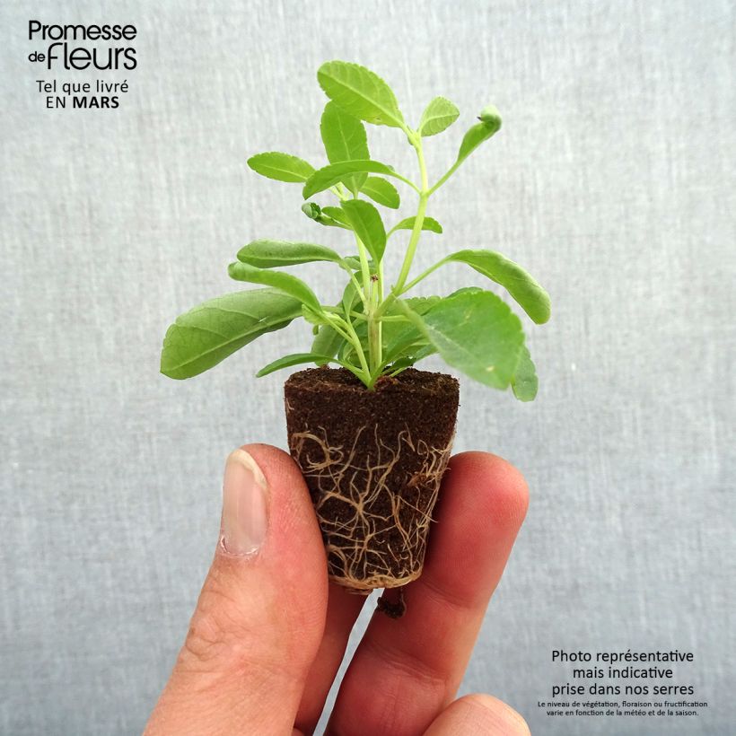 Salvia greggii Mirage Violet - Salvia de otoño minicepellón: Ø 3/4 cm Ejemplar entregado en la primavera