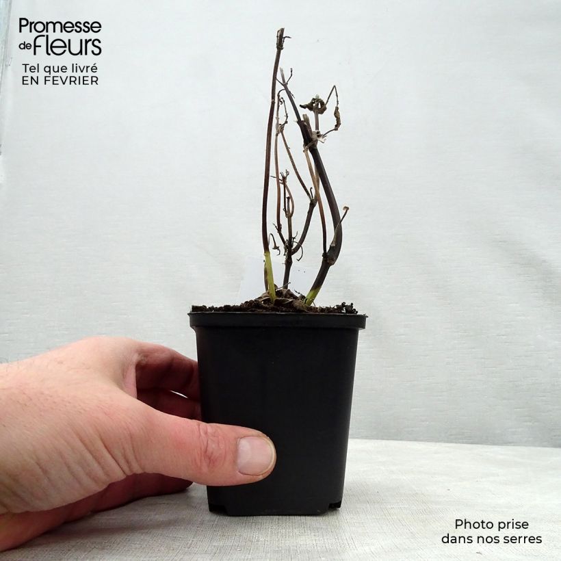 Salvia guaranitica Black and Blue - Salvia azul Maceta de 7/8 cm Ejemplar entregado en invierno