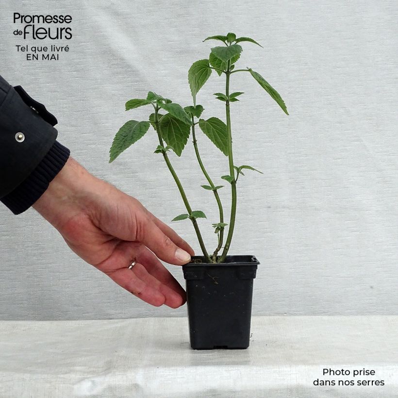 Salvia guaranitica Black and Blue - Salvia azul Maceta de 7/8 cm Ejemplar entregado en la primavera