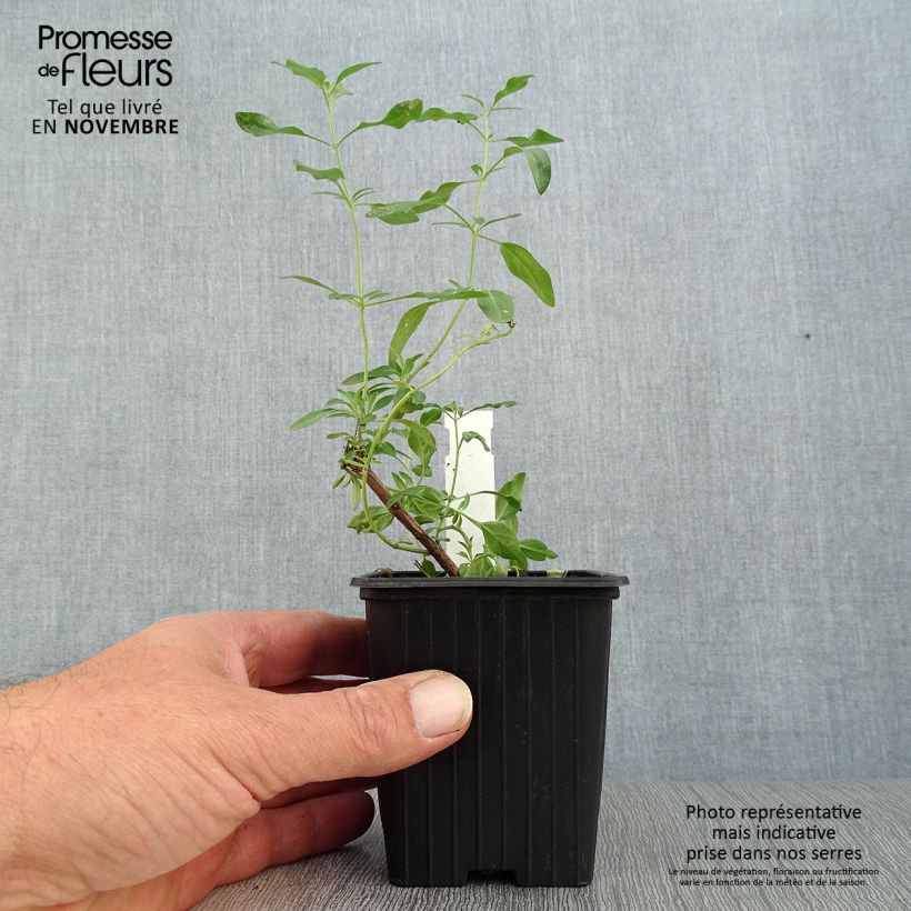 Ejemplar de Salvia jamensis Raspberry Royal Maceta de 8/9 cm entregado en otoño