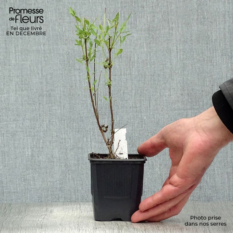 Salvia jamensis Raspberry Royal Maceta de 8/9 cm Ejemplar entregado en invierno