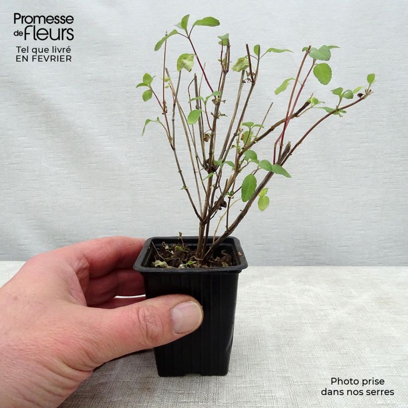 Salvia microphylla grahamii Hot Lips Maceta de 7/8 cm Ejemplar entregado en invierno