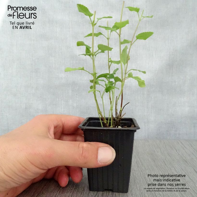 Salvia microphylla grahamii Hot Lips Maceta de 7/8 cm Ejemplar entregado en la primavera