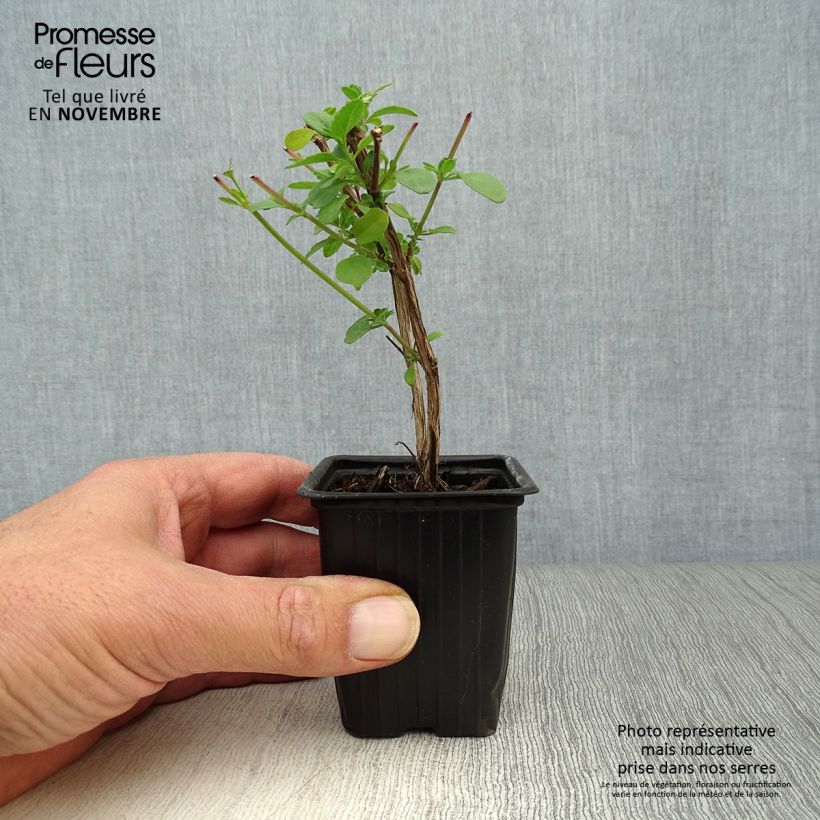 Ejemplar de Salvia microphylla grahamii Maceta de 7/8 cm entregado en otoño