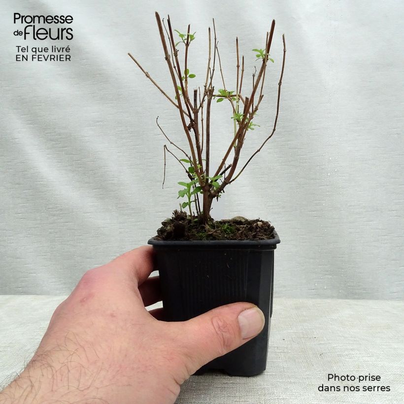 Salvia microphylla grahamii Maceta de 7/8 cm Ejemplar entregado en invierno