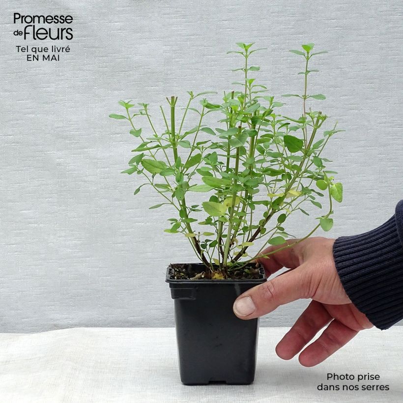 Salvia microphylla grahamii Maceta de 7/8 cm Ejemplar entregado en la primavera