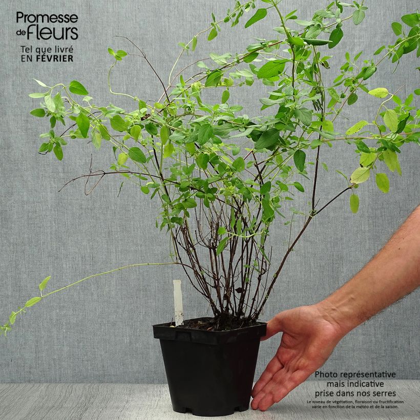 Ejemplar de Salvia microphylla grahamii Maceta 2L/3L entregado en otoño