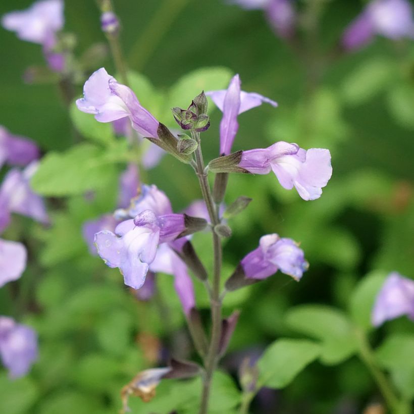 Salvia microphylla So Cool Pale Blue - Salvia rosa (Floración)