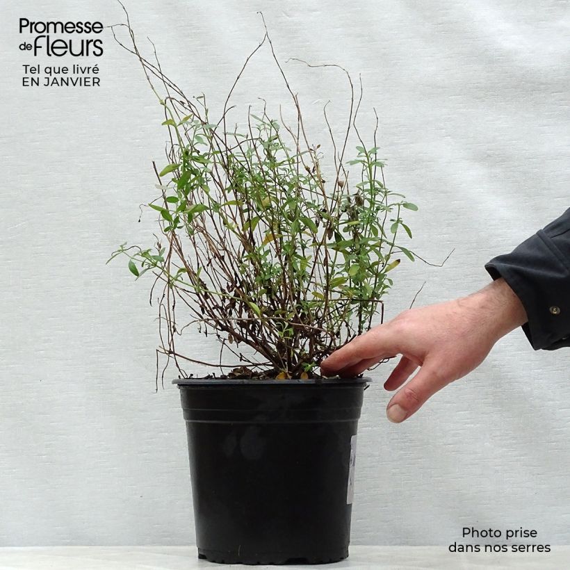 Salvia jamensis Violette de Loire Maceta 4L/5L Ejemplar entregado en invierno