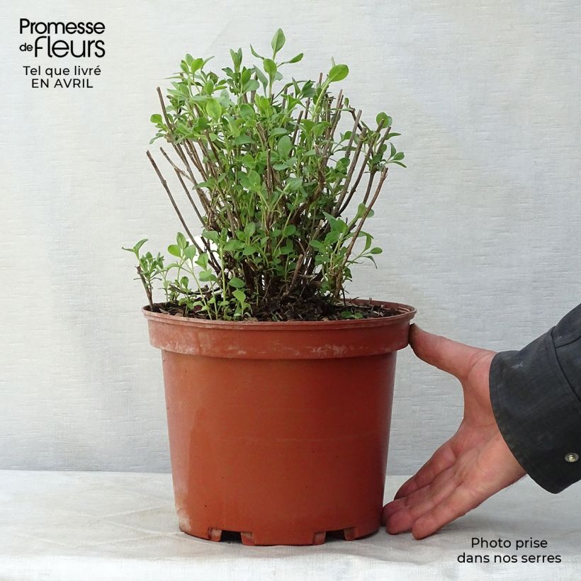 Salvia jamensis Violette de Loire Maceta 4L/5L Ejemplar entregado en la primavera