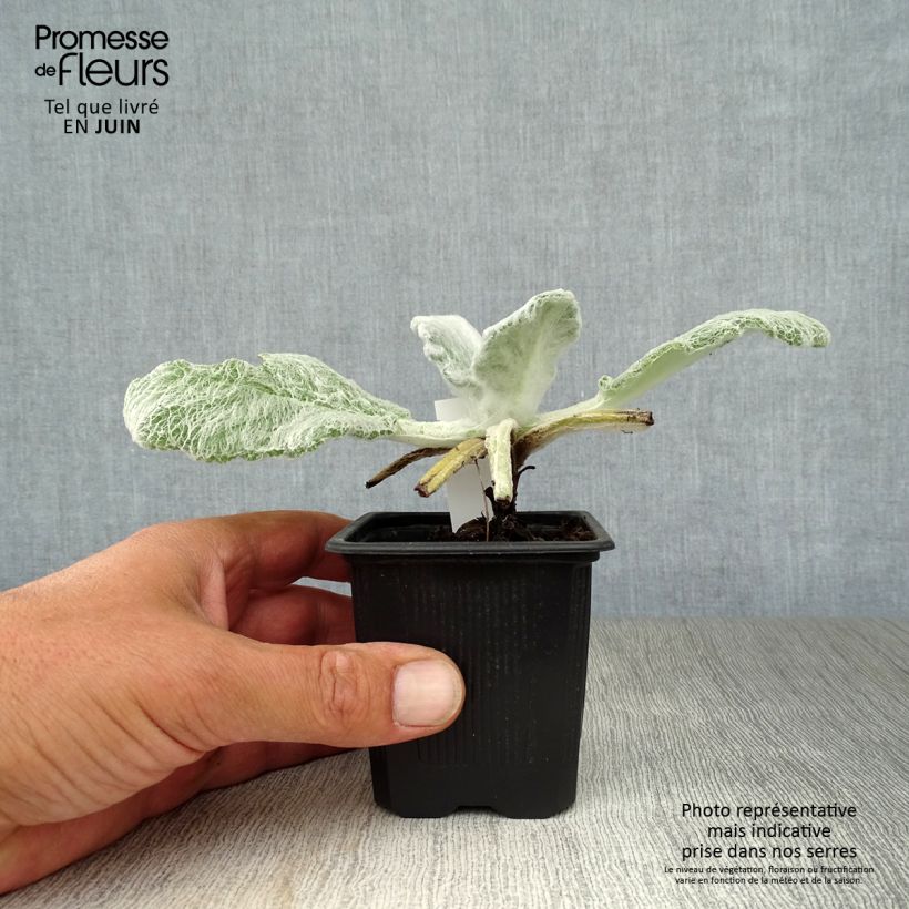 Ejemplar de Salvia argentea - Salvia blanca Maceta de 8/9 cm entregado en verano