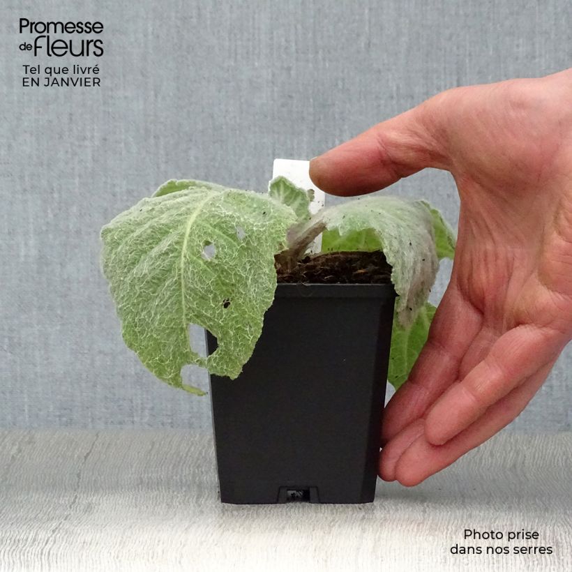 Salvia argentea - Salvia blanca Maceta de 8/9 cm Ejemplar entregado en invierno