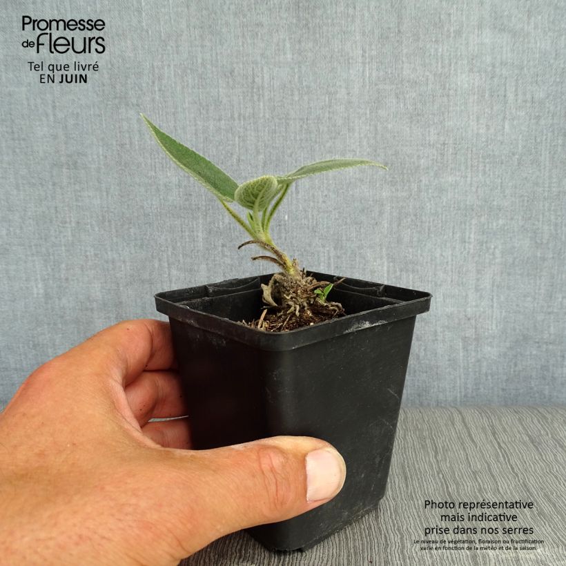 Ejemplar de Phlomis samia - Flomis Maceta de 8/9 cm entregado en verano