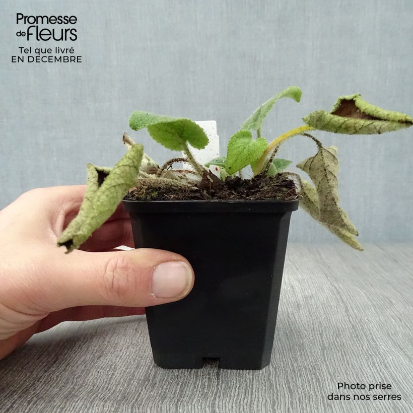 Phlomis samia - Flomis Maceta de 8/9 cm Ejemplar entregado en invierno