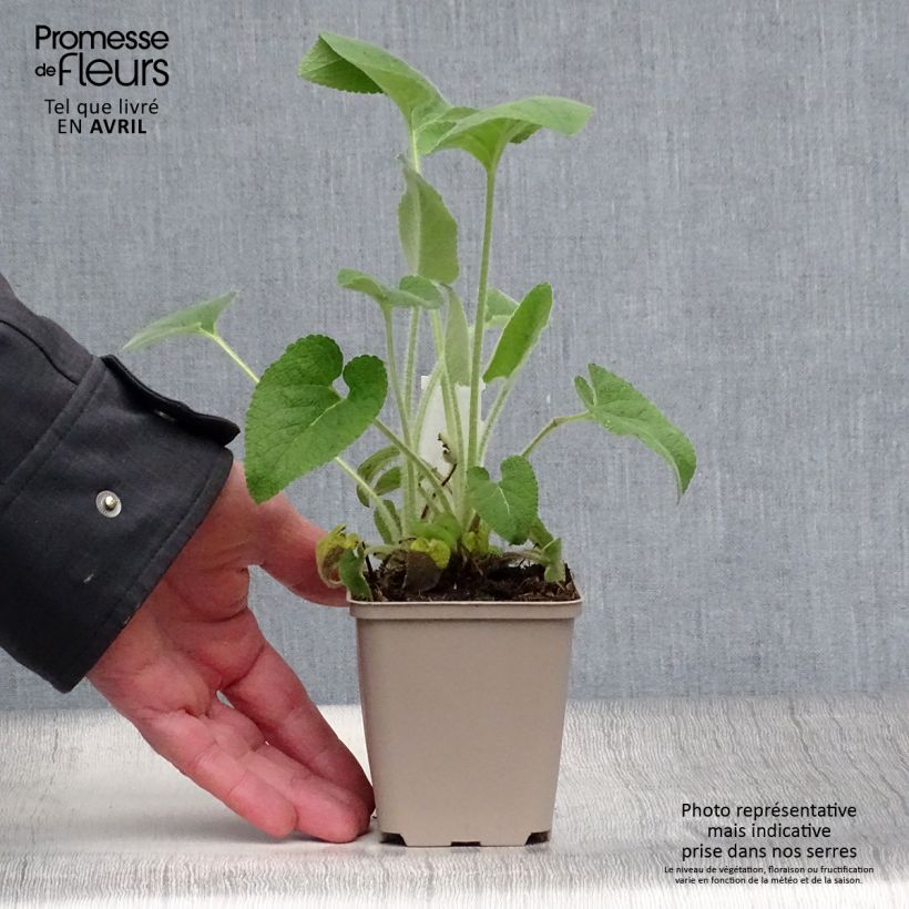 Phlomis samia - Flomis Maceta de 8/9 cm Ejemplar entregado en la primavera