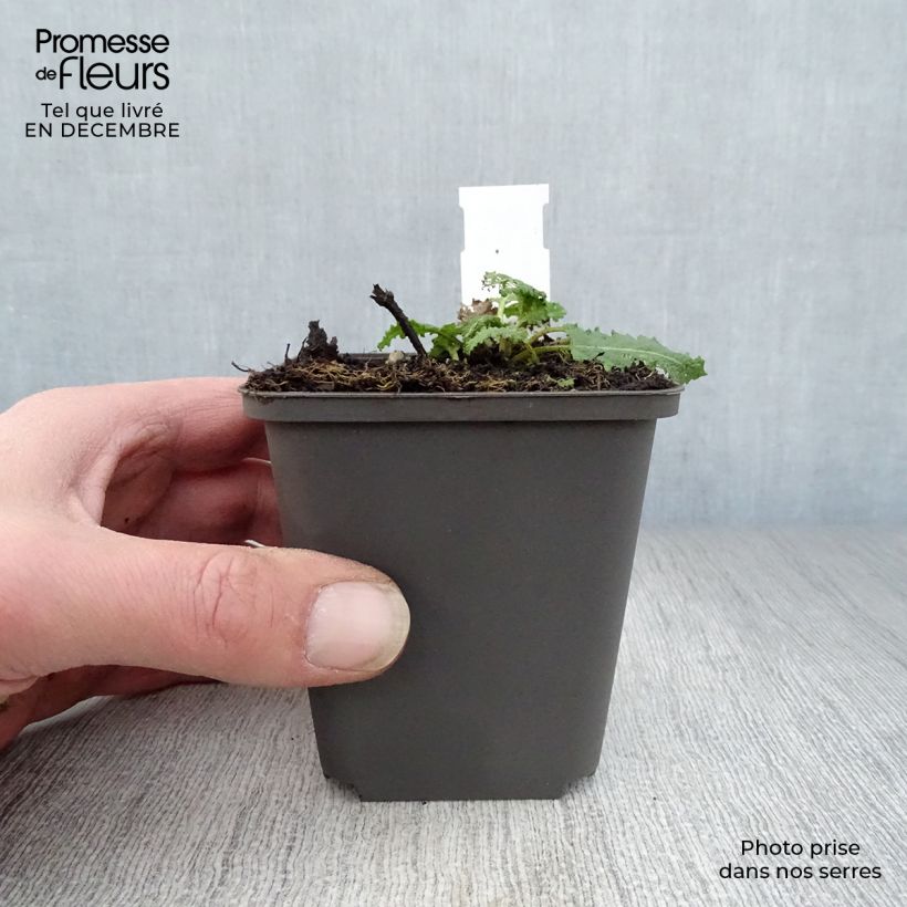 Salvia nemorosa Viola Klose Maceta de 8/9 cm Ejemplar entregado en invierno