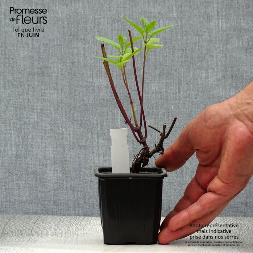 Ejemplar de Salvia uliginosa - Salvia celeste Maceta de 7/8 cm entregado en verano