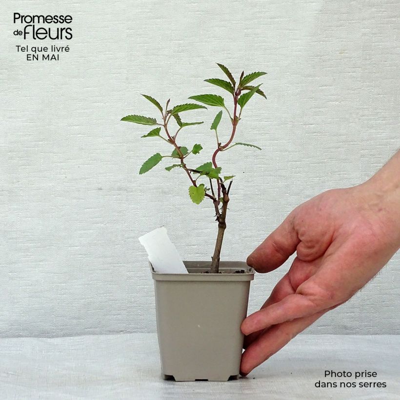 Salvia uliginosa - Salvia celeste Maceta de 7/8 cm Ejemplar entregado en la primavera