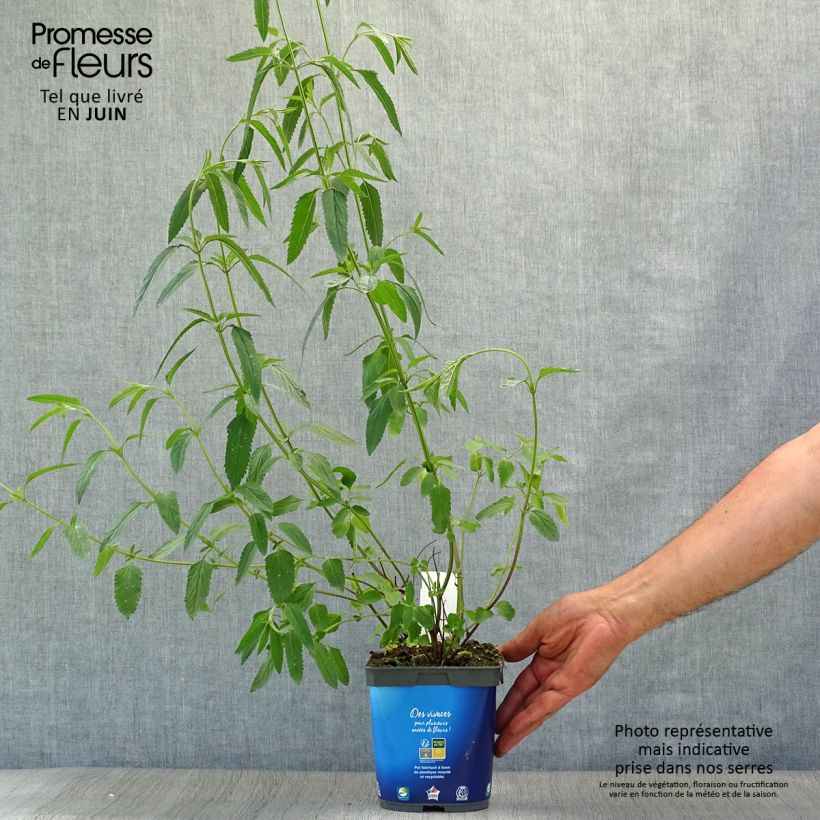 Ejemplar de Salvia uliginosa - Salvia celeste Maceta 2L/3L entregado en verano