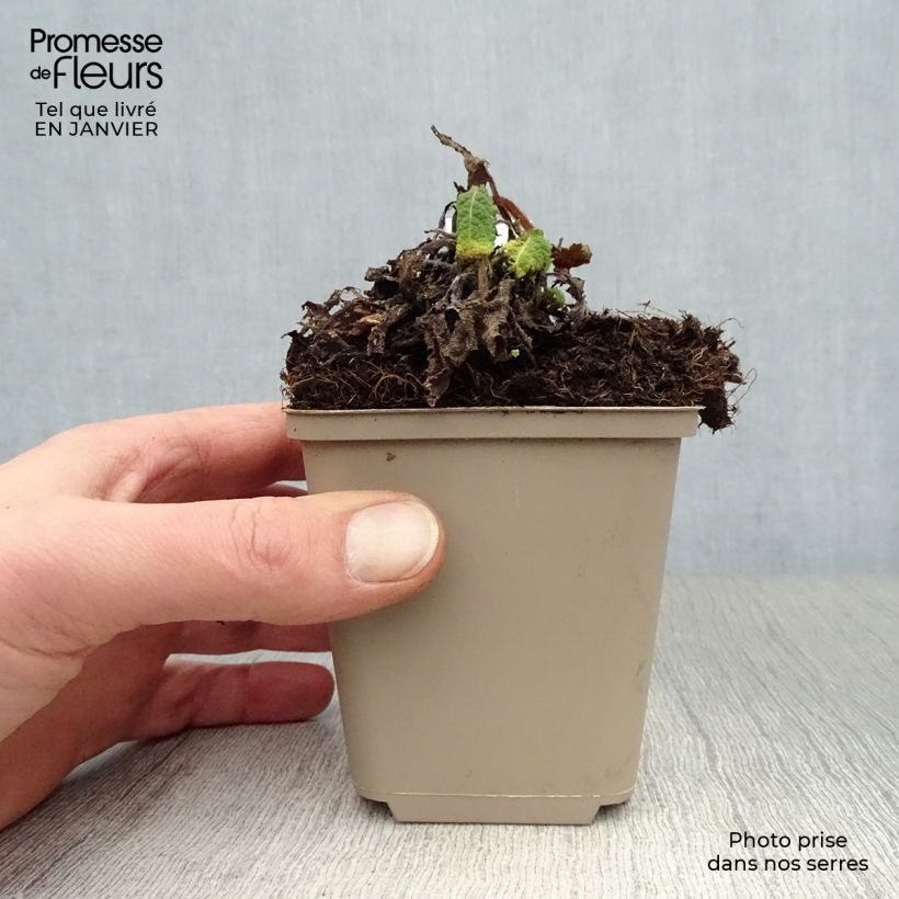 Salvia pratensis Pink Delight - Salvia de prados Maceta de 8/9 cm Ejemplar entregado en invierno