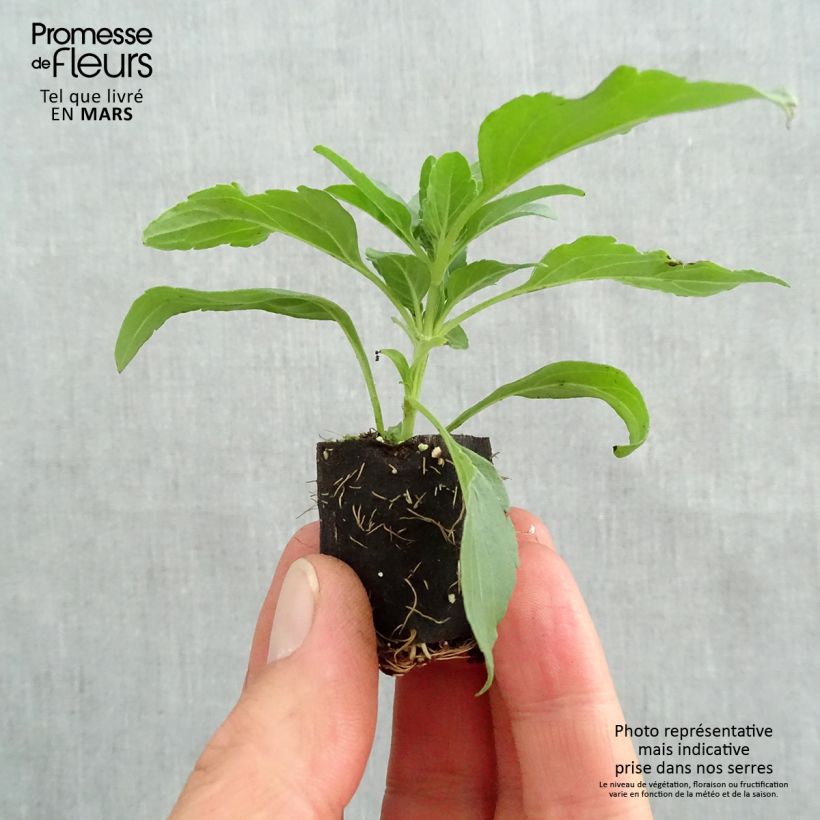 Salvia farinacea Sallyfun Sky Blue - Salvia azul minicepellón: Ø 3/4 cm Ejemplar entregado en la primavera