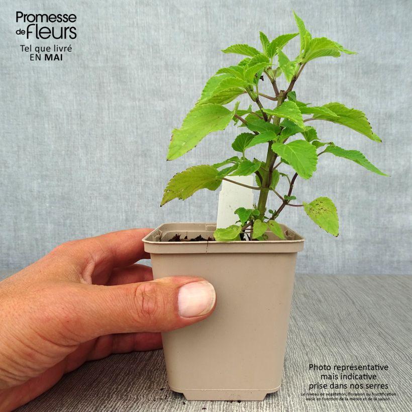 Salvia guaranitica Amistad violet - Salvia azul Maceta de 8/9 cm Ejemplar entregado en la primavera