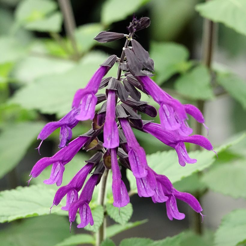Salvia guaranitica Amistad violet - Salvia azul (Floración)