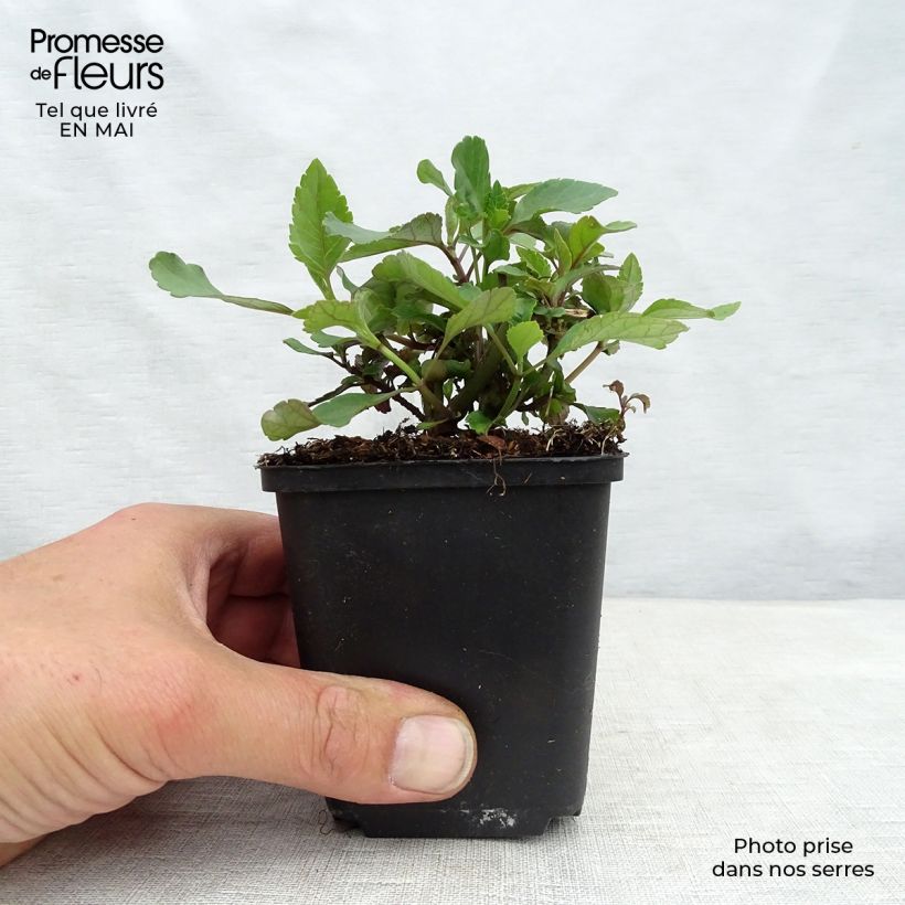 Salvia hybrida Ember's Wish Maceta de 8/9 cm Ejemplar entregado en la primavera