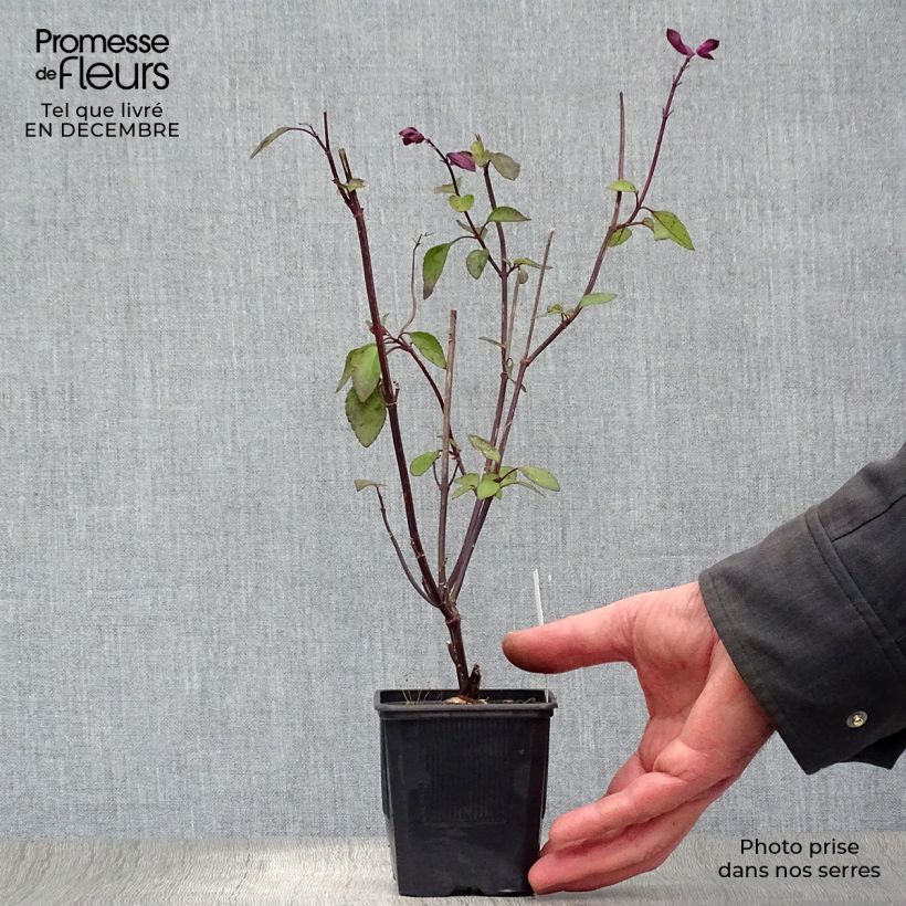 Salvia buchananii Love and Wishes Maceta de 8/9 cm Ejemplar entregado en invierno