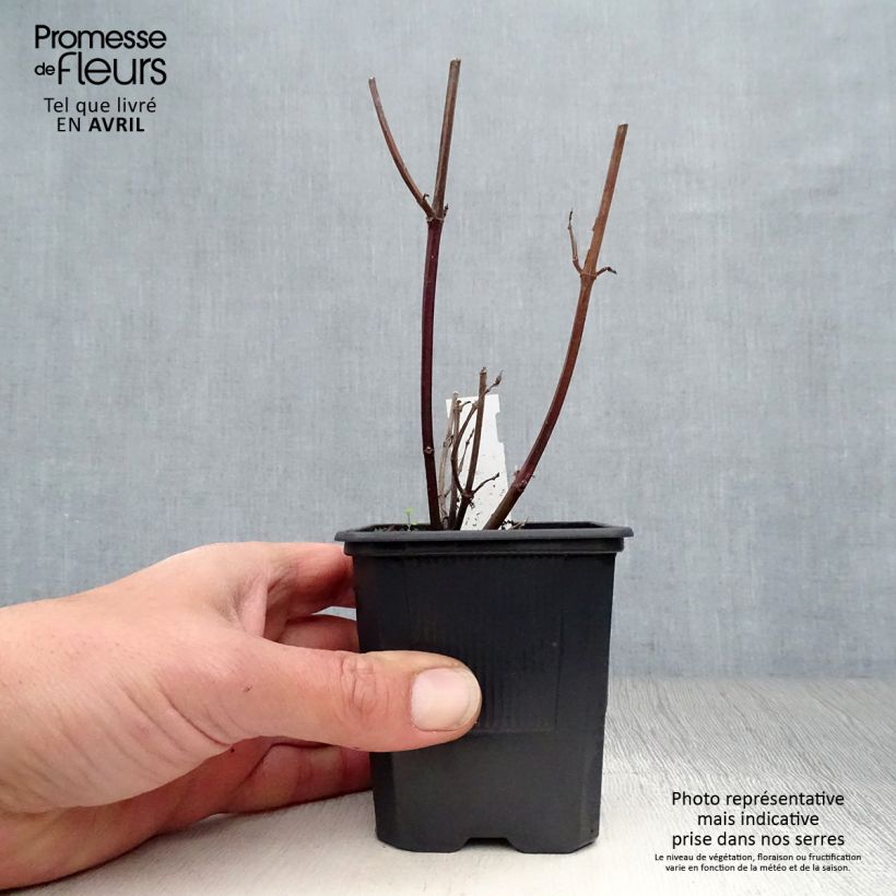 Salvia buchananii Love and Wishes Maceta de 8/9 cm Ejemplar entregado en la primavera