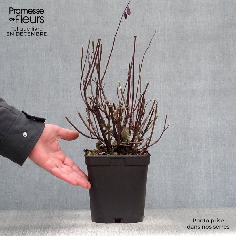 Salvia buchananii Love and Wishes Maceta 2L/3L Ejemplar entregado en invierno