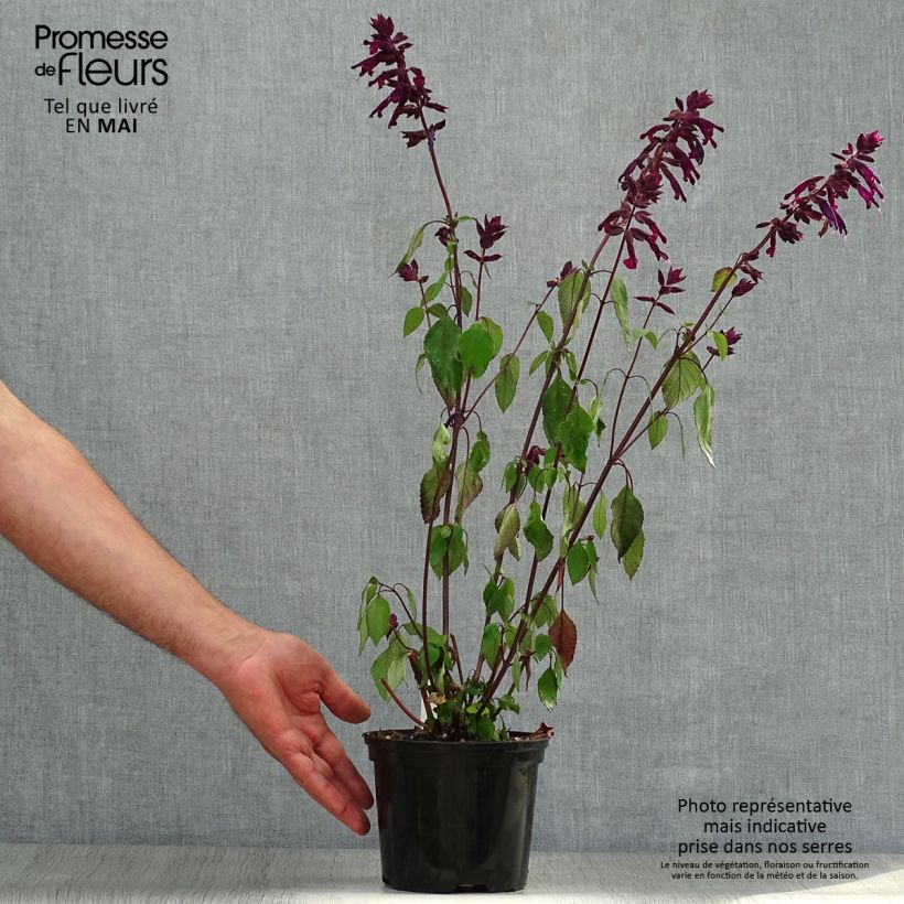 Salvia buchananii Love and Wishes Maceta 2L/3L Ejemplar entregado en la primavera