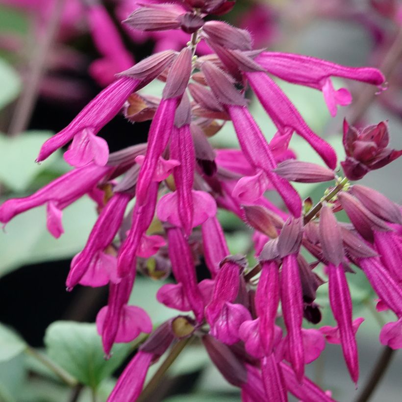 Salvia buchananii Love and Wishes (Floración)