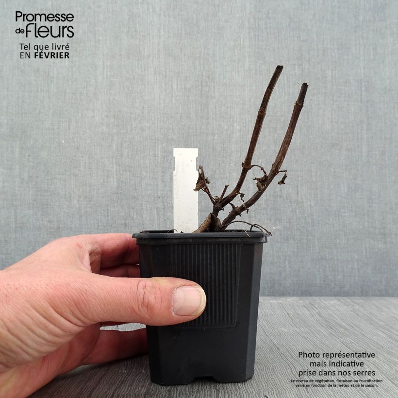 Salvia Wendy's Wish Maceta de 8/9 cm Ejemplar entregado en invierno