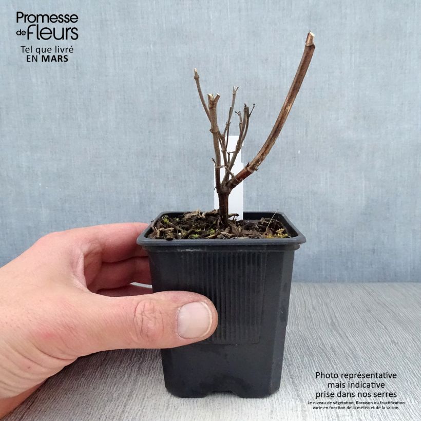 Salvia Wendy's Wish Maceta de 8/9 cm Ejemplar entregado en la primavera