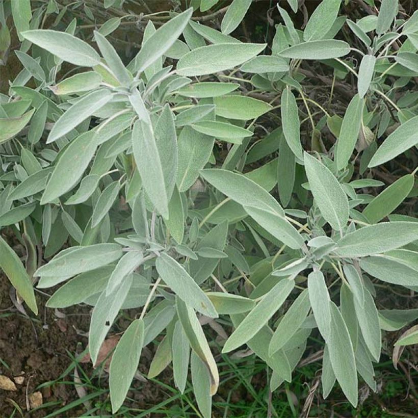 Salvia real - Salvia officinalis (Follaje)
