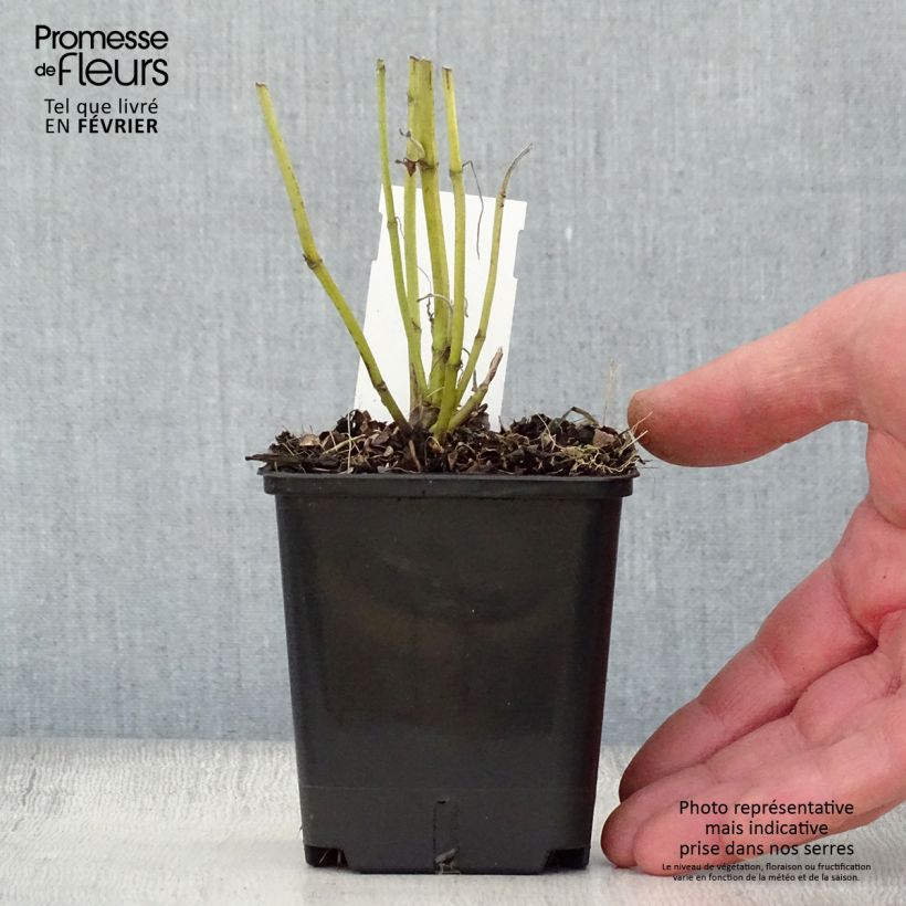 Salvia real Albiflora Maceta de 8/9 cm Ejemplar entregado en invierno