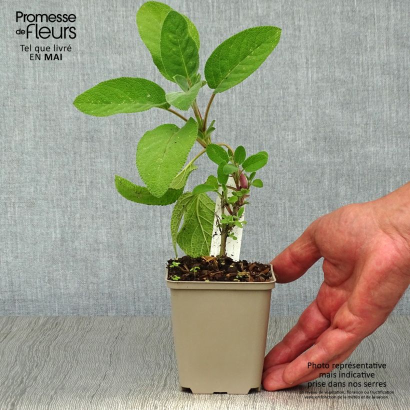 Salvia real Berggarten Maceta de 8/9 cm Ejemplar entregado en la primavera