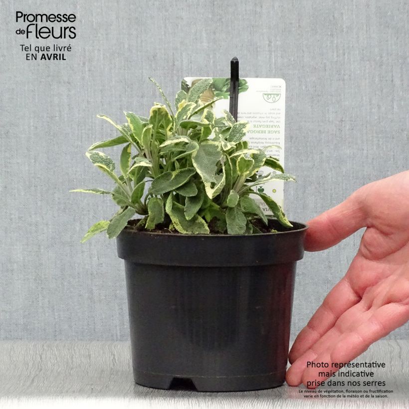 Salvia real Berggarten Variegated Maceta 1,5L/2L Ejemplar entregado en la primavera