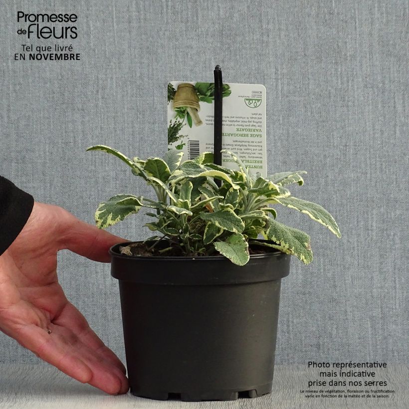 Ejemplar de Salvia real Berggarten Variegated Maceta 1,5L/2L entregado en otoño