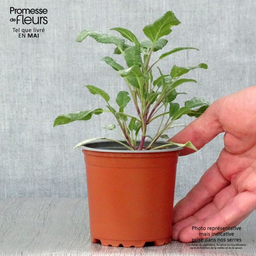 Salvia real Grower's Friend Maceta de 8/9 cm Ejemplar entregado en la primavera