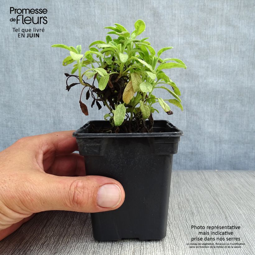 Ejemplar de Salvia real Aurea Maceta de 7/8 cm entregado en verano