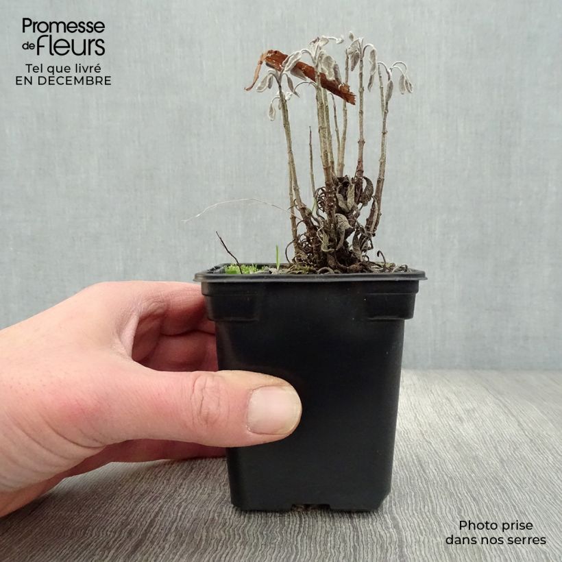 Salvia real Aurea Maceta de 7/8 cm Ejemplar entregado en invierno