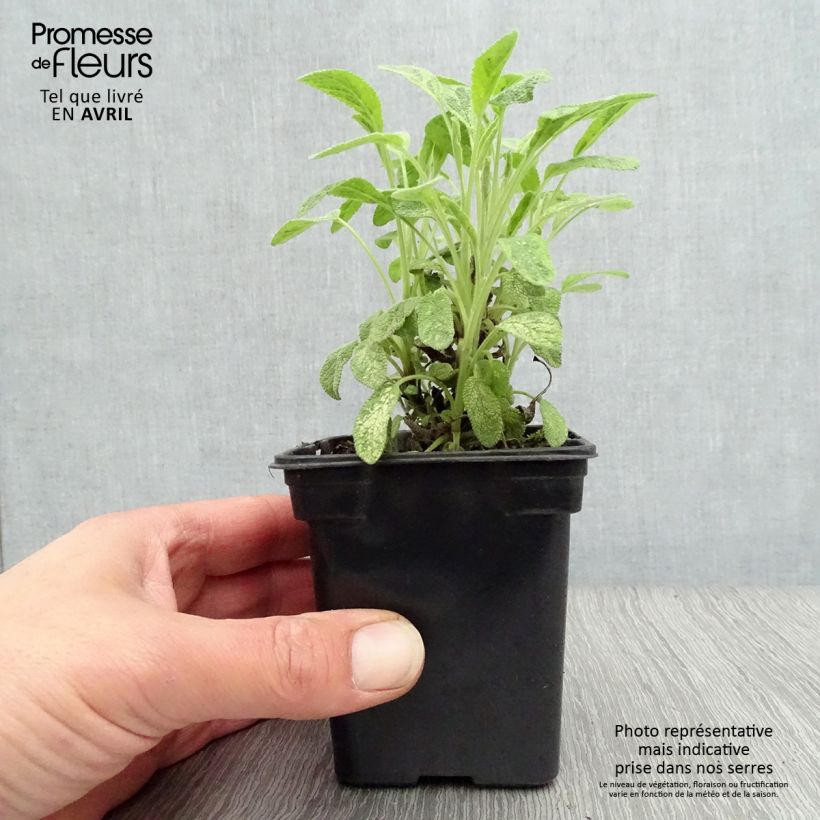 Salvia real Aurea Maceta de 7/8 cm Ejemplar entregado en la primavera