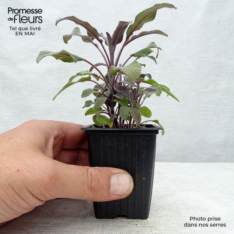 Salvia real Purpurascens Maceta de 7/8 cm Ejemplar entregado en la primavera