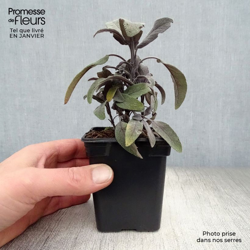 Salvia real Purpurascens Maceta de 7/8 cm Ejemplar entregado en invierno