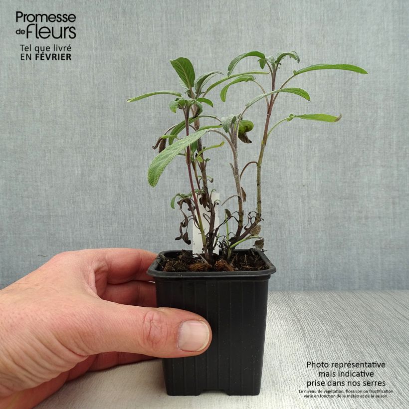 Salvia real - Salvia officinalis Maceta de 8/9 cm Ejemplar entregado en invierno